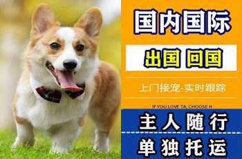 临高县宠物托运公司临高县宠物托运公司临高县宠物托运公司