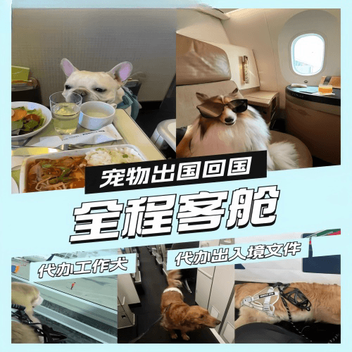 临高县宠物托运到白俄罗斯宠物入境规定和要求
